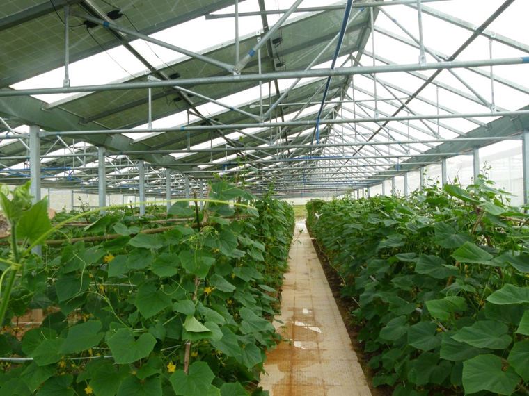 光伏農(nóng)業(yè)大棚前景怎么樣，怎樣有效利用光伏農(nóng)業(yè)大棚